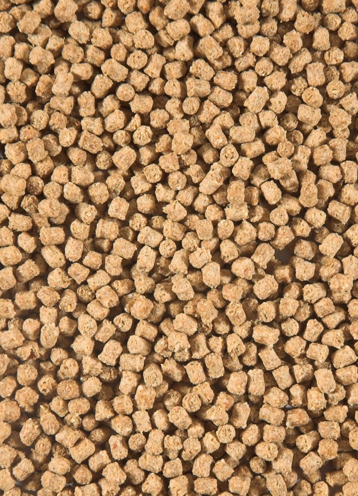 Winter Fish Food