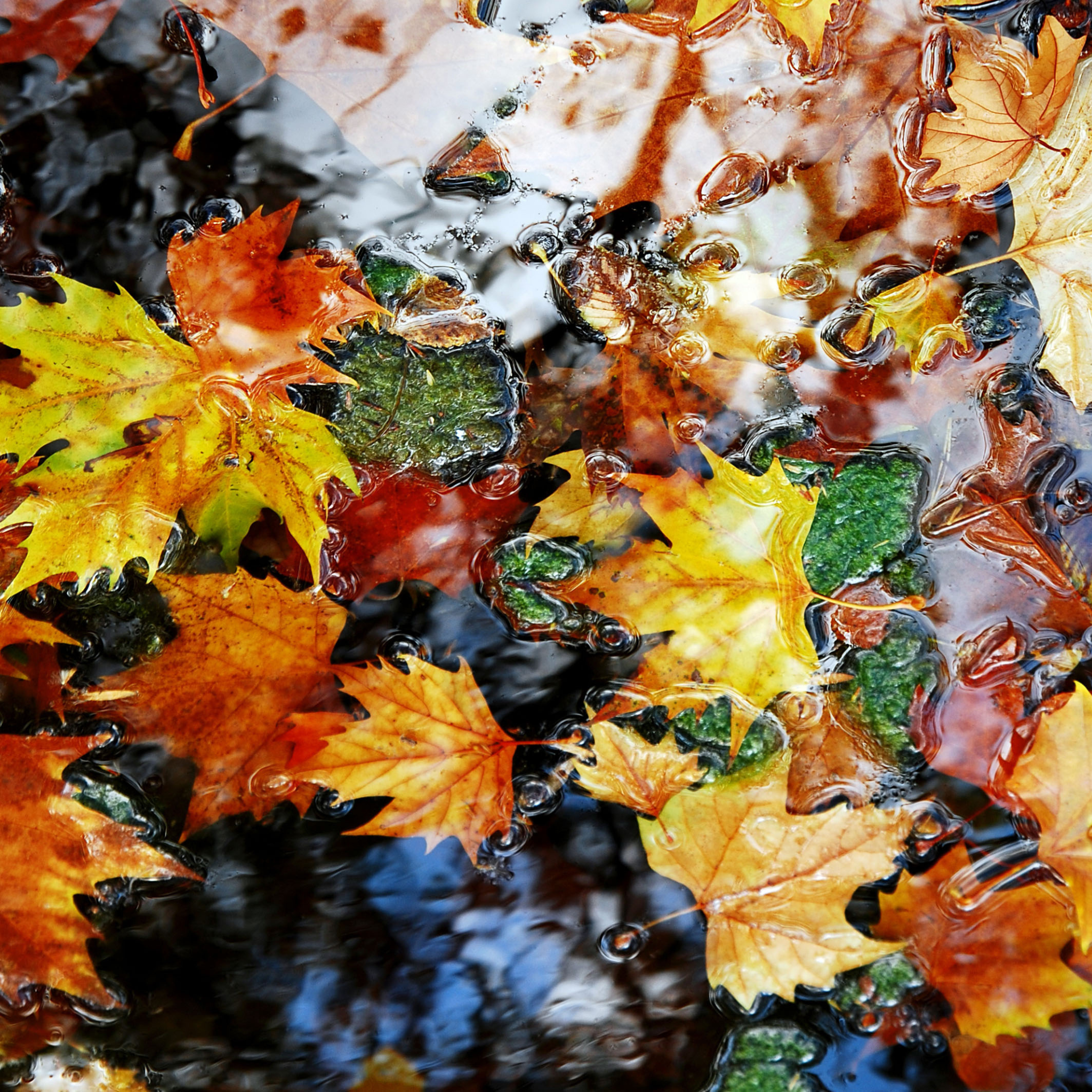 Blรคtter im Teich