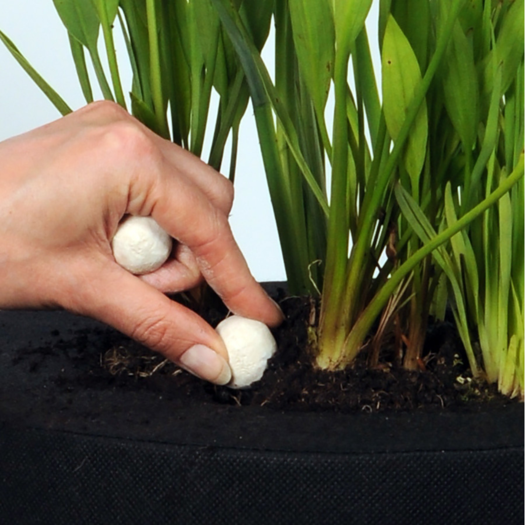 Super Growth Balls XL