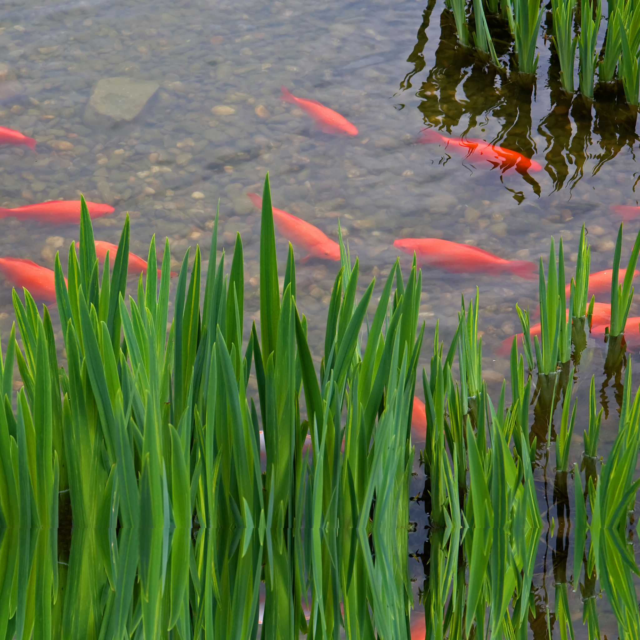 teich fische