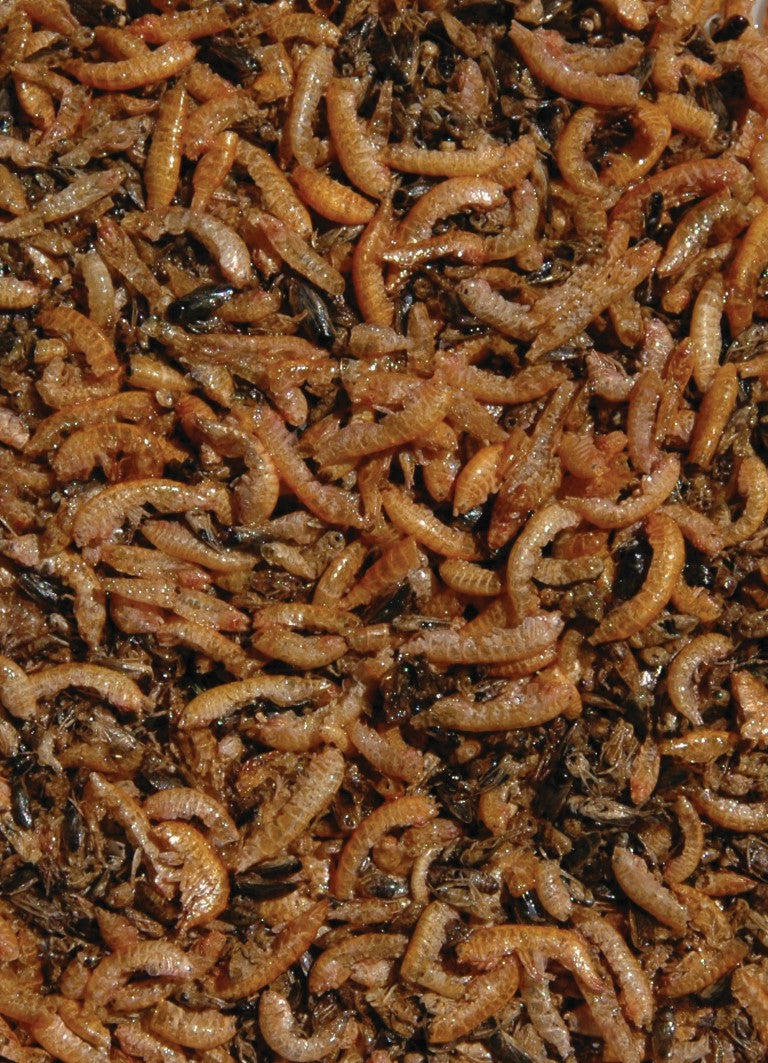 Nature Fish Food