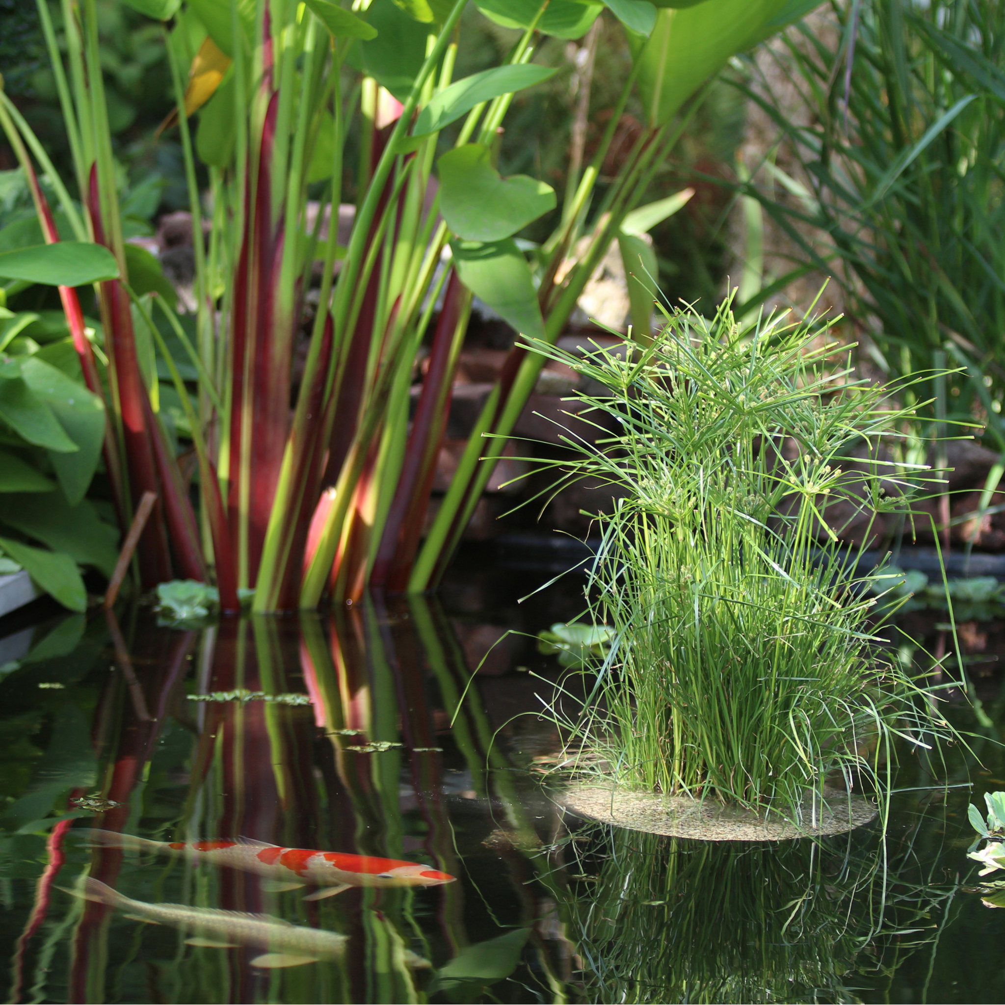 Floating Plant Island