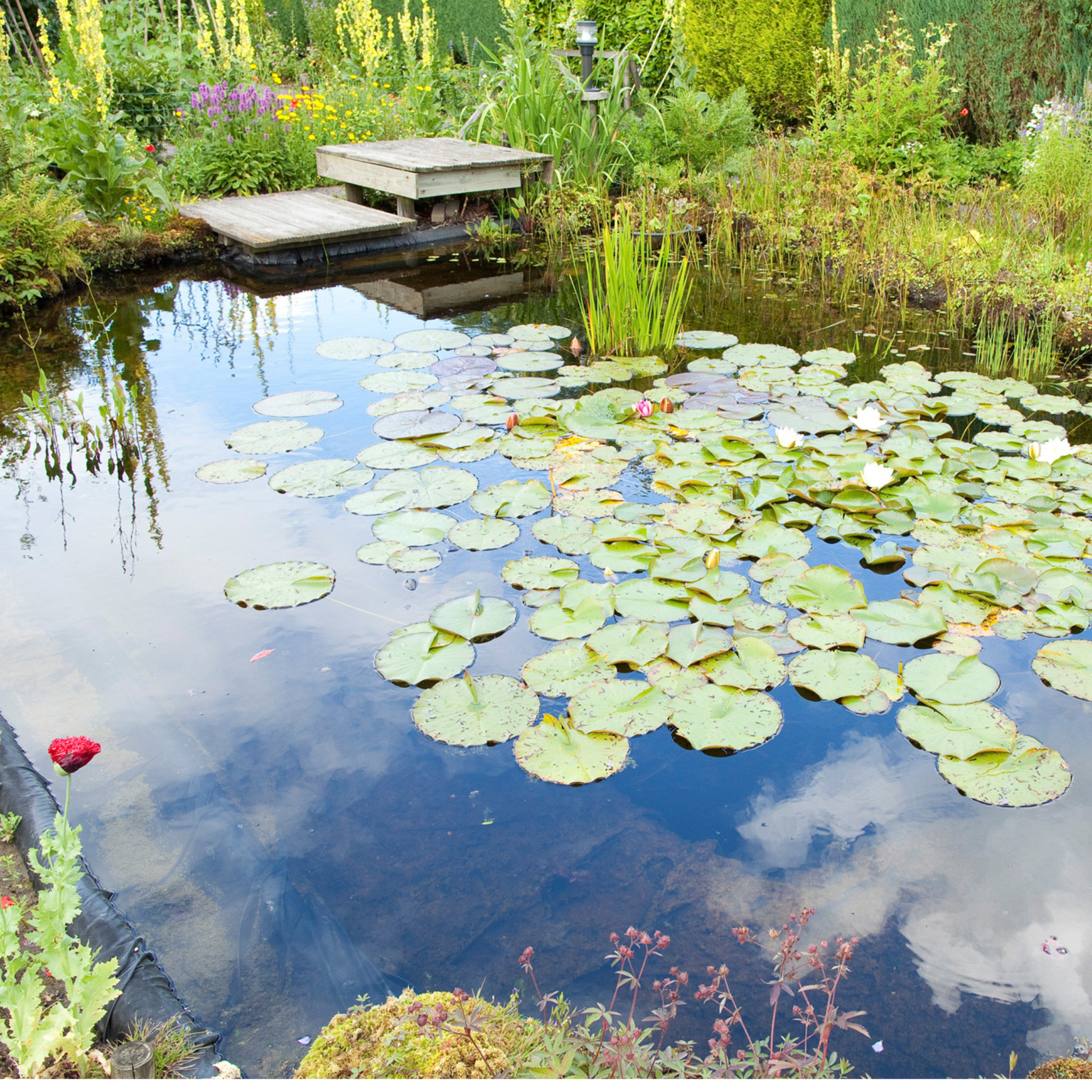 Teich filter für Klares Teichwasser