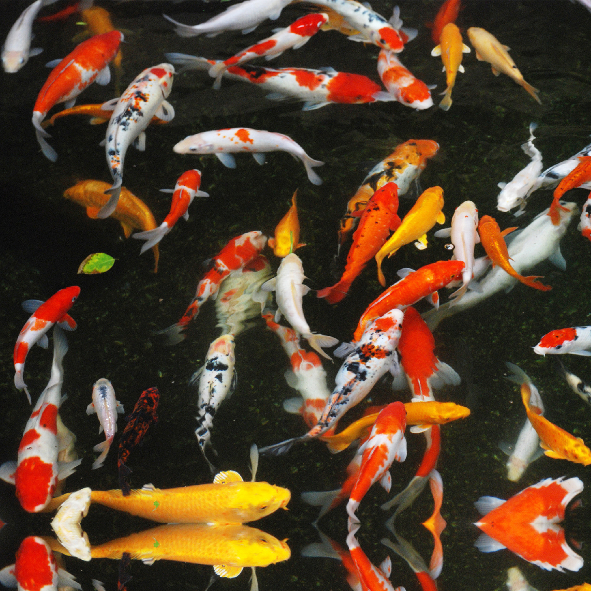 Koi Pellets Premium