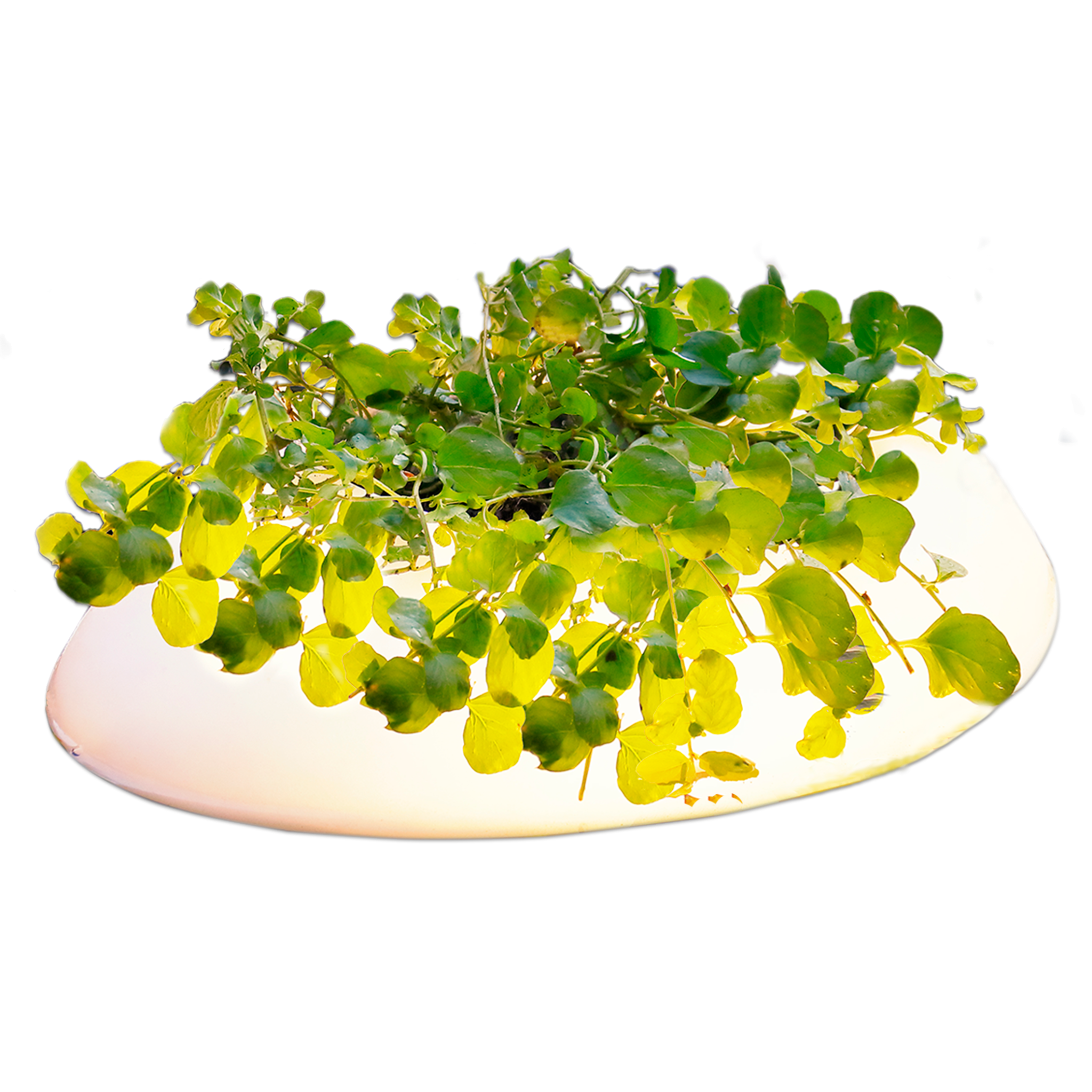 Floating Pond Light