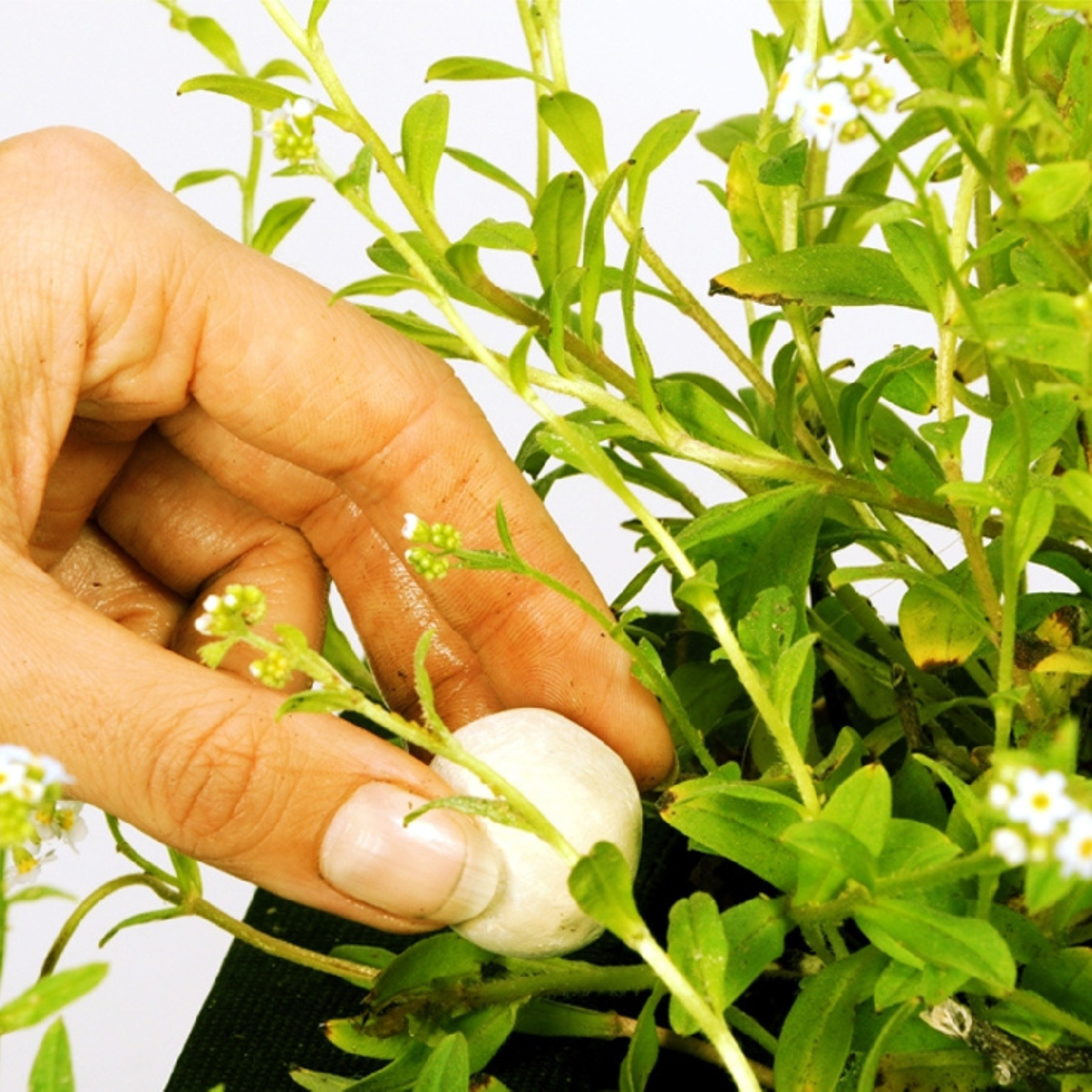 Super Growth Balls XL