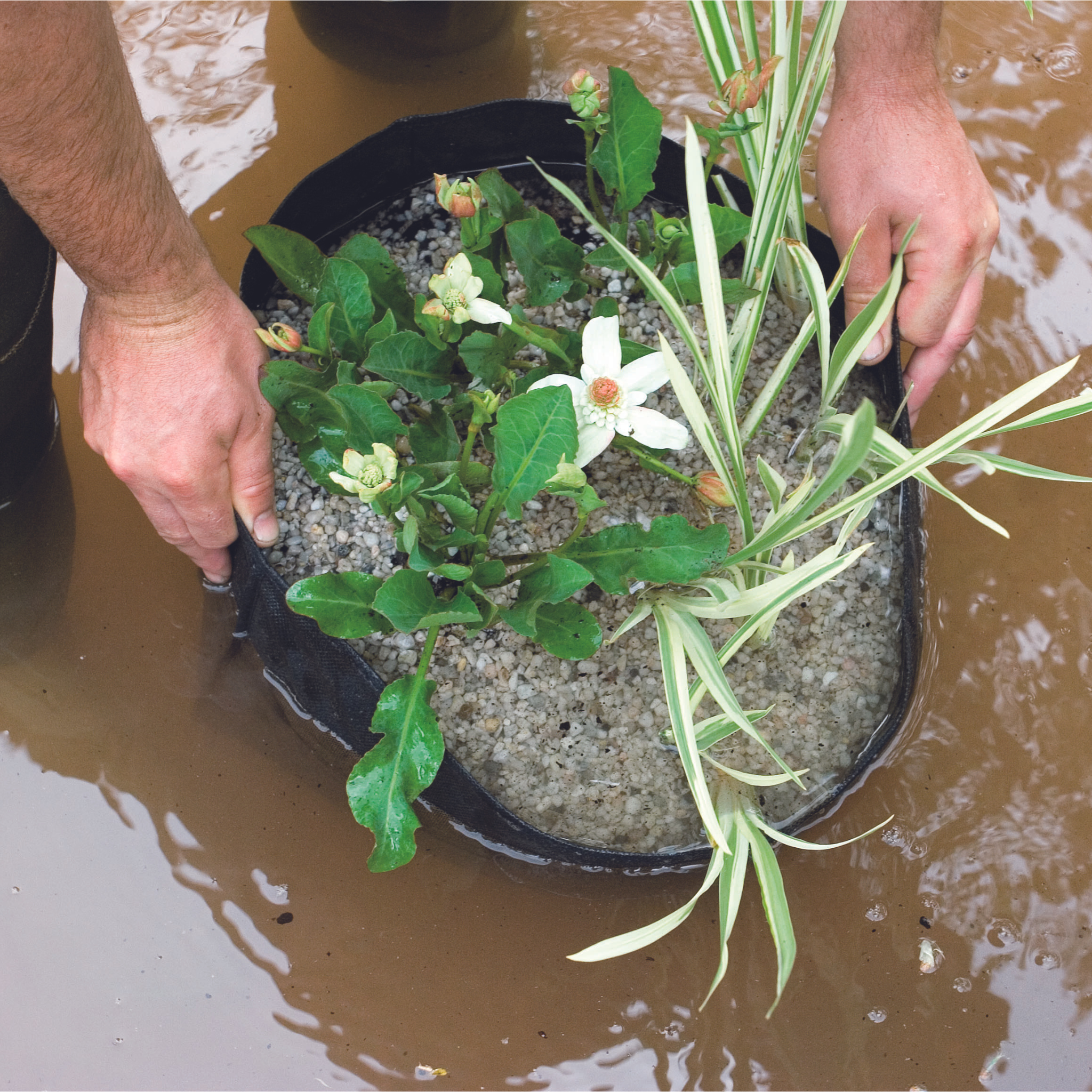 Super Growth Balls XL