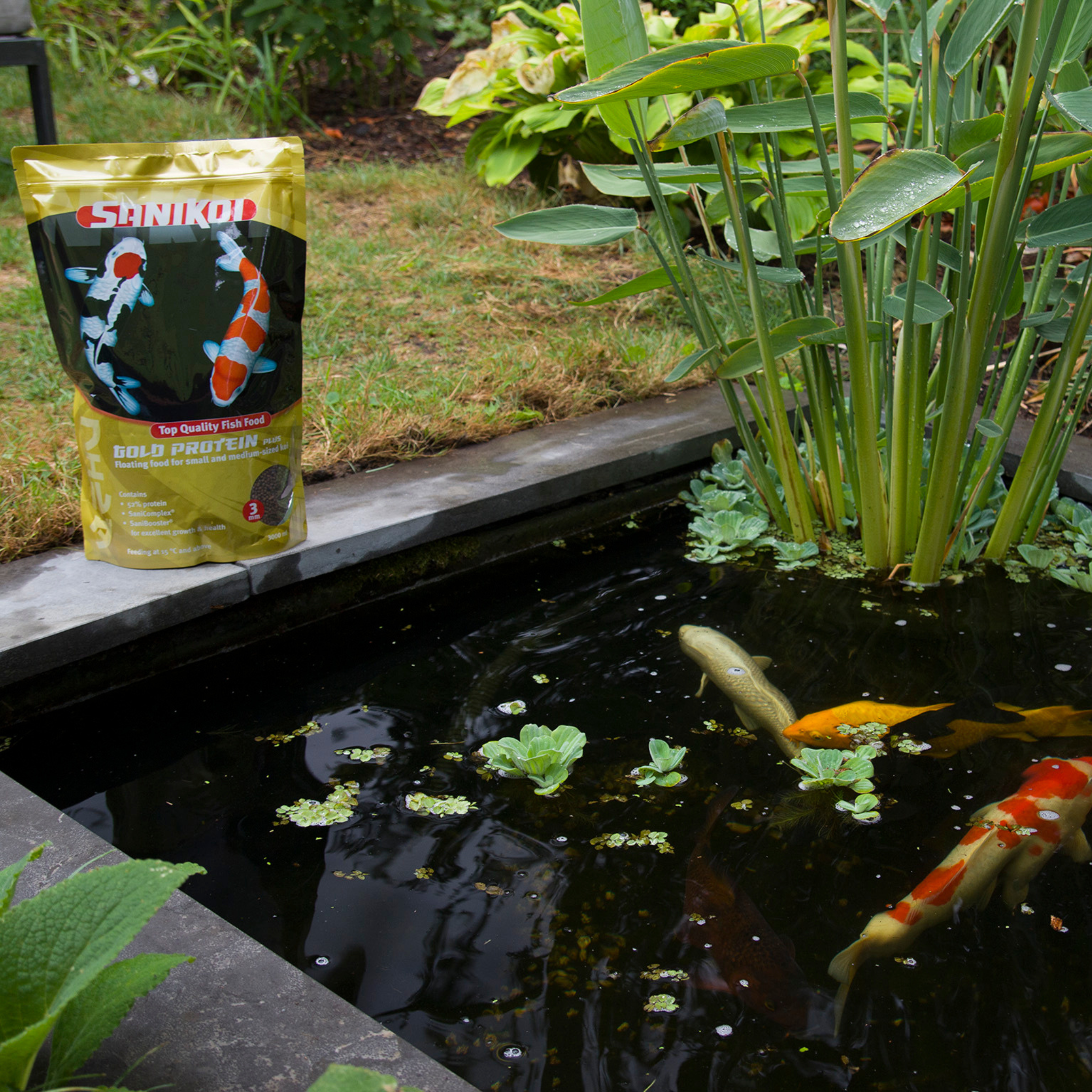 Gold Protein Plus 6 mm