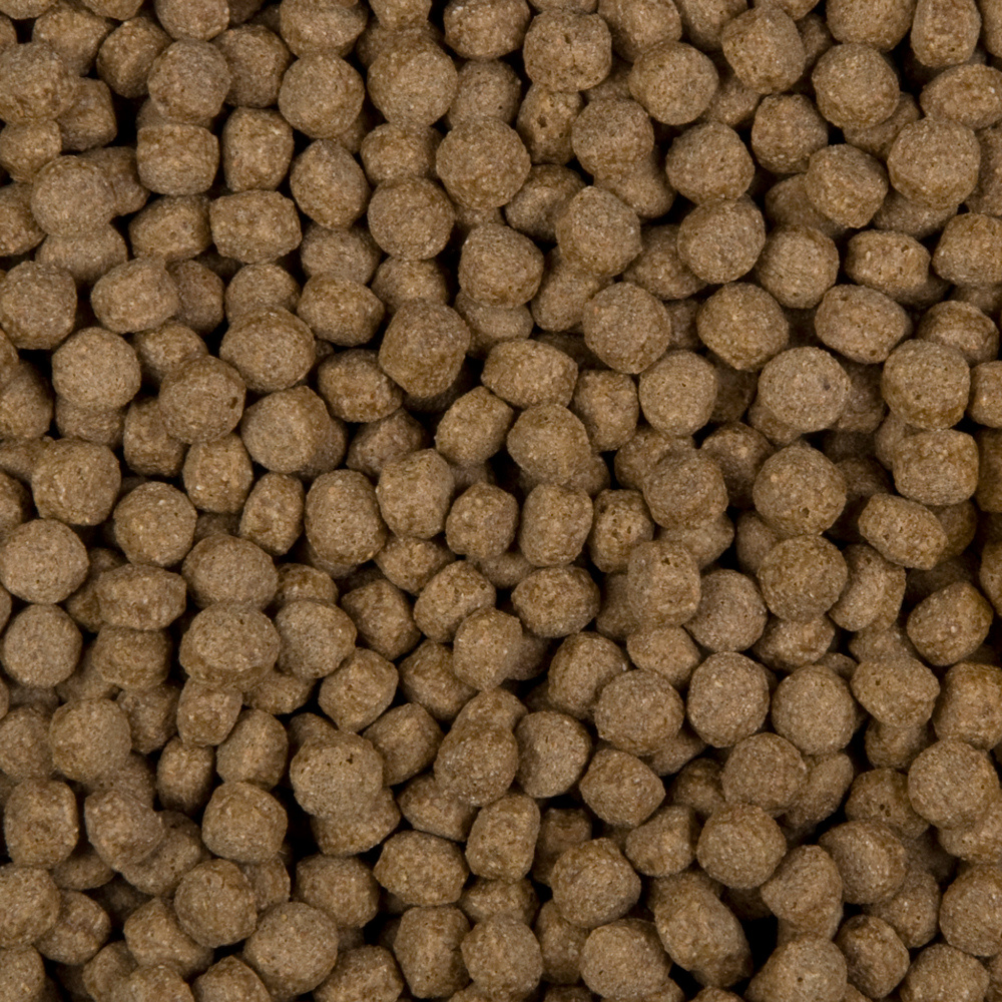 All Season Wheat Germ 6 mm