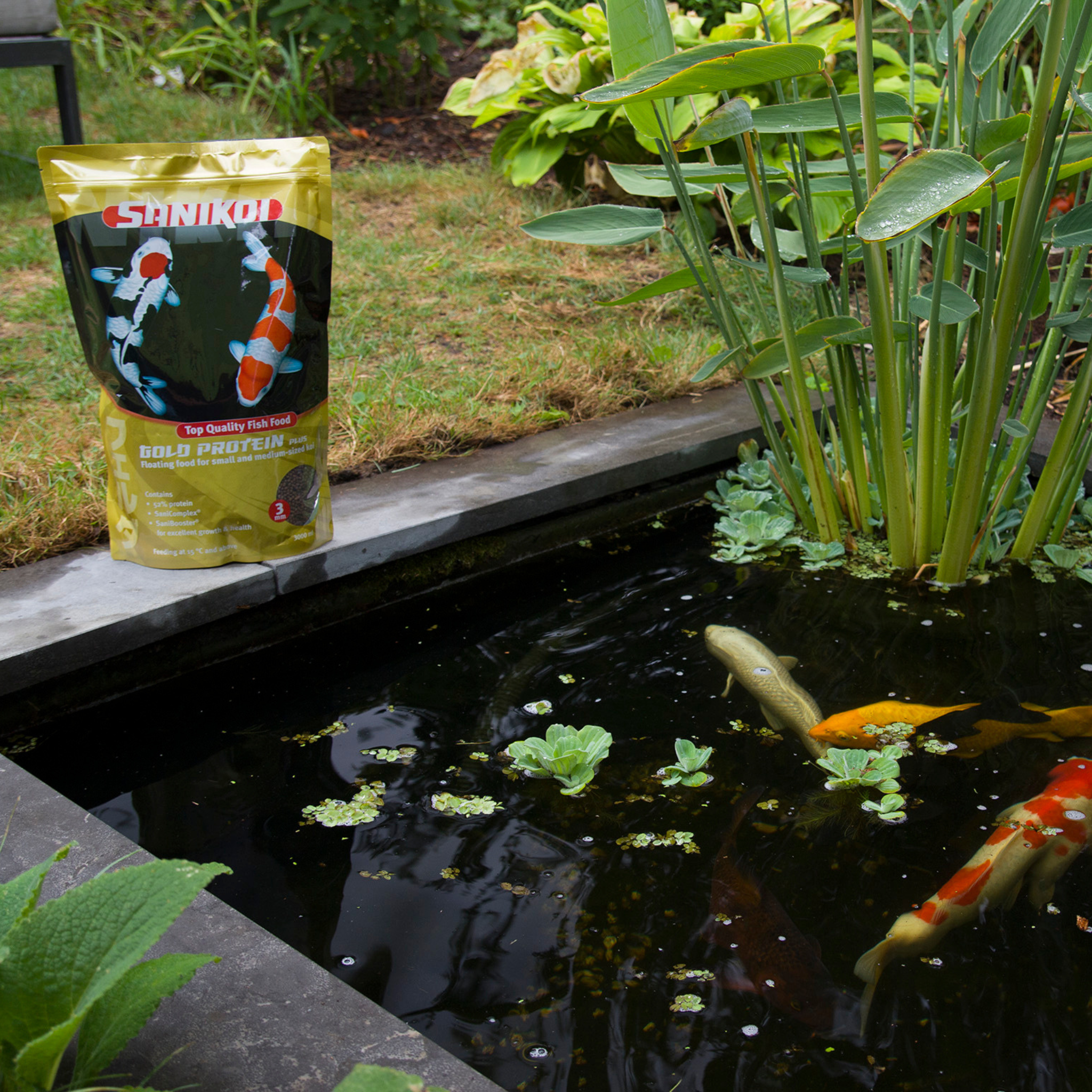 Gold Protein Plus 3 mm