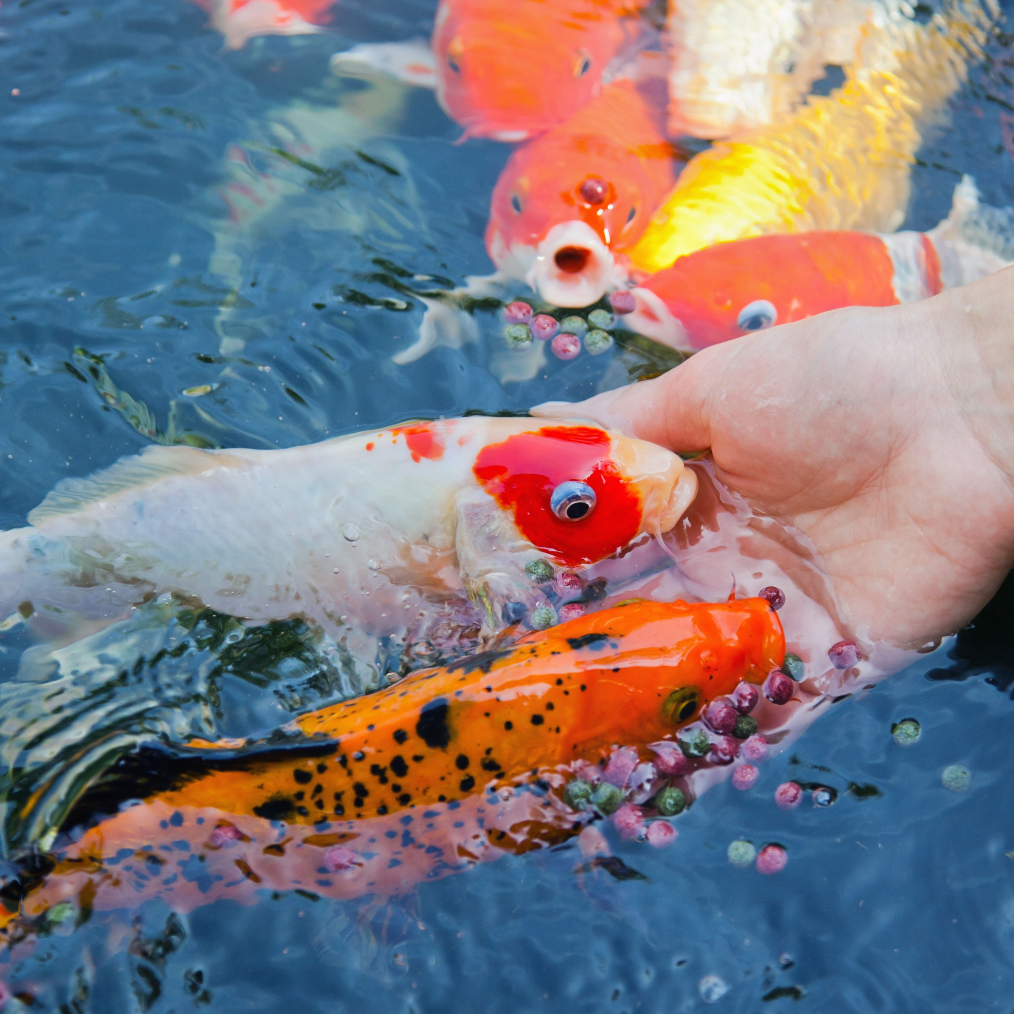 Fish Snacks