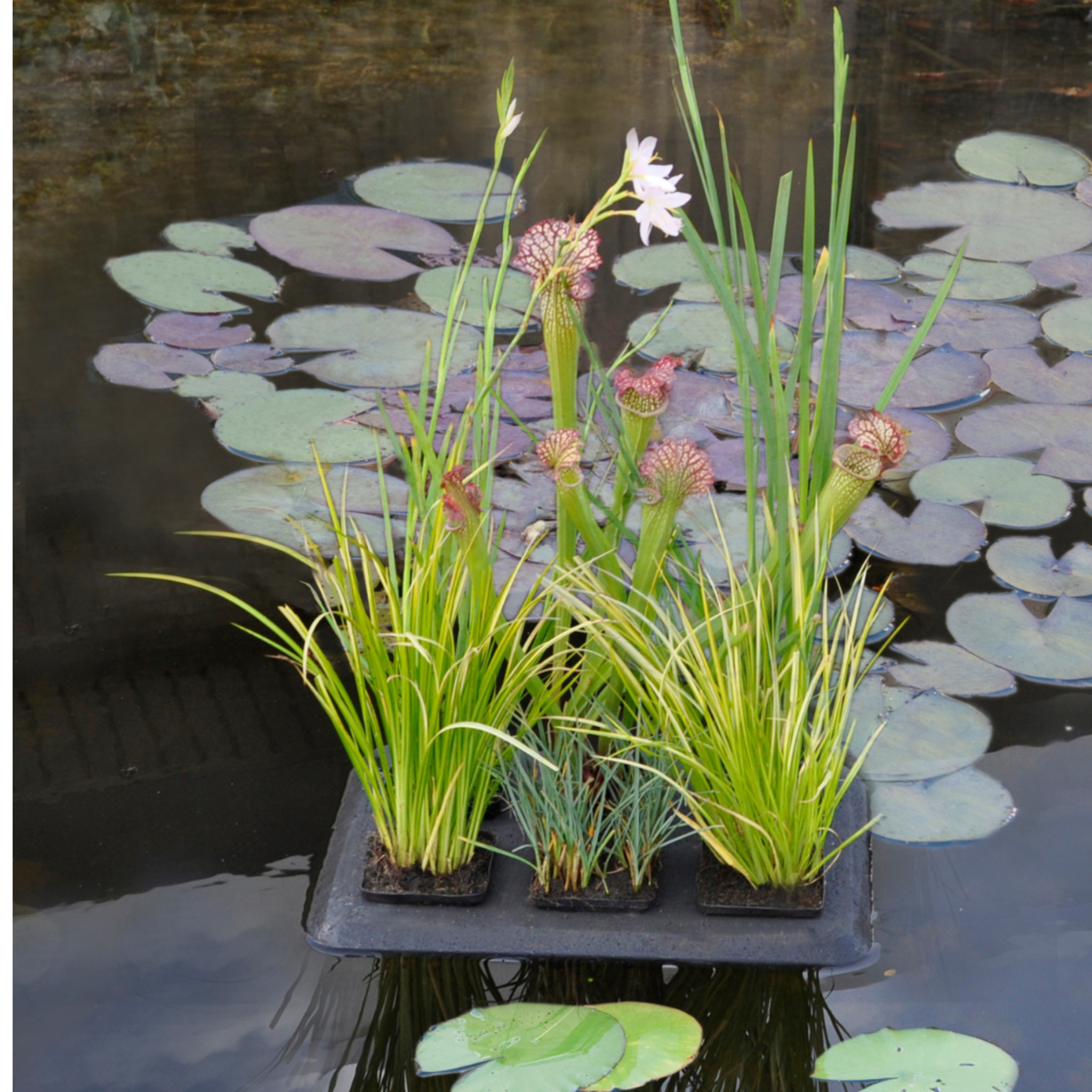 Floating Plant Oasis