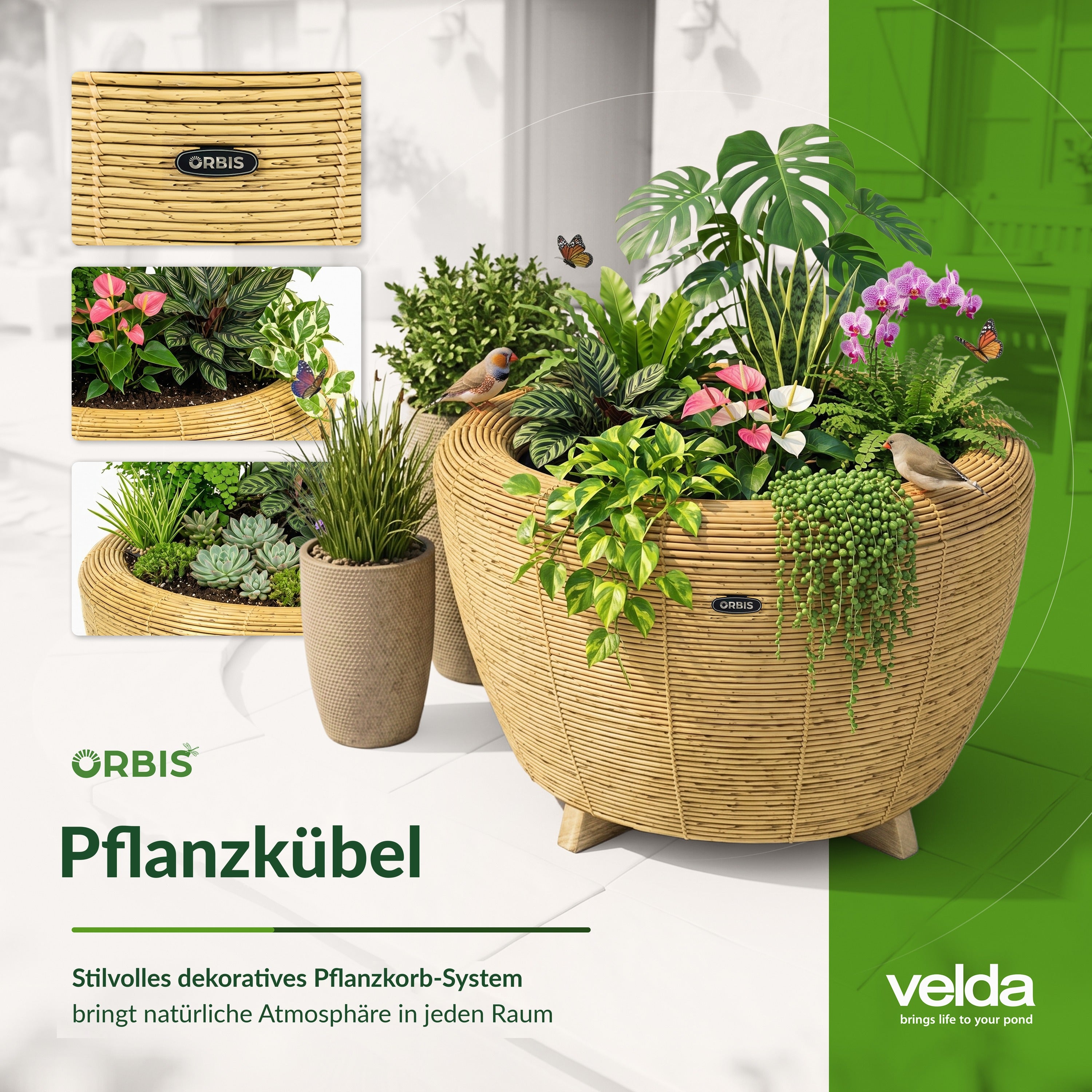 orbis-planter-info