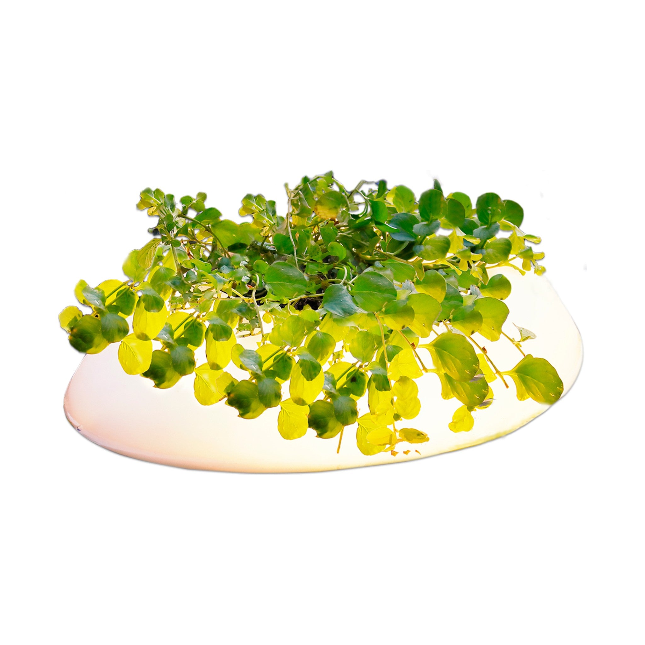 Floating Pond Light